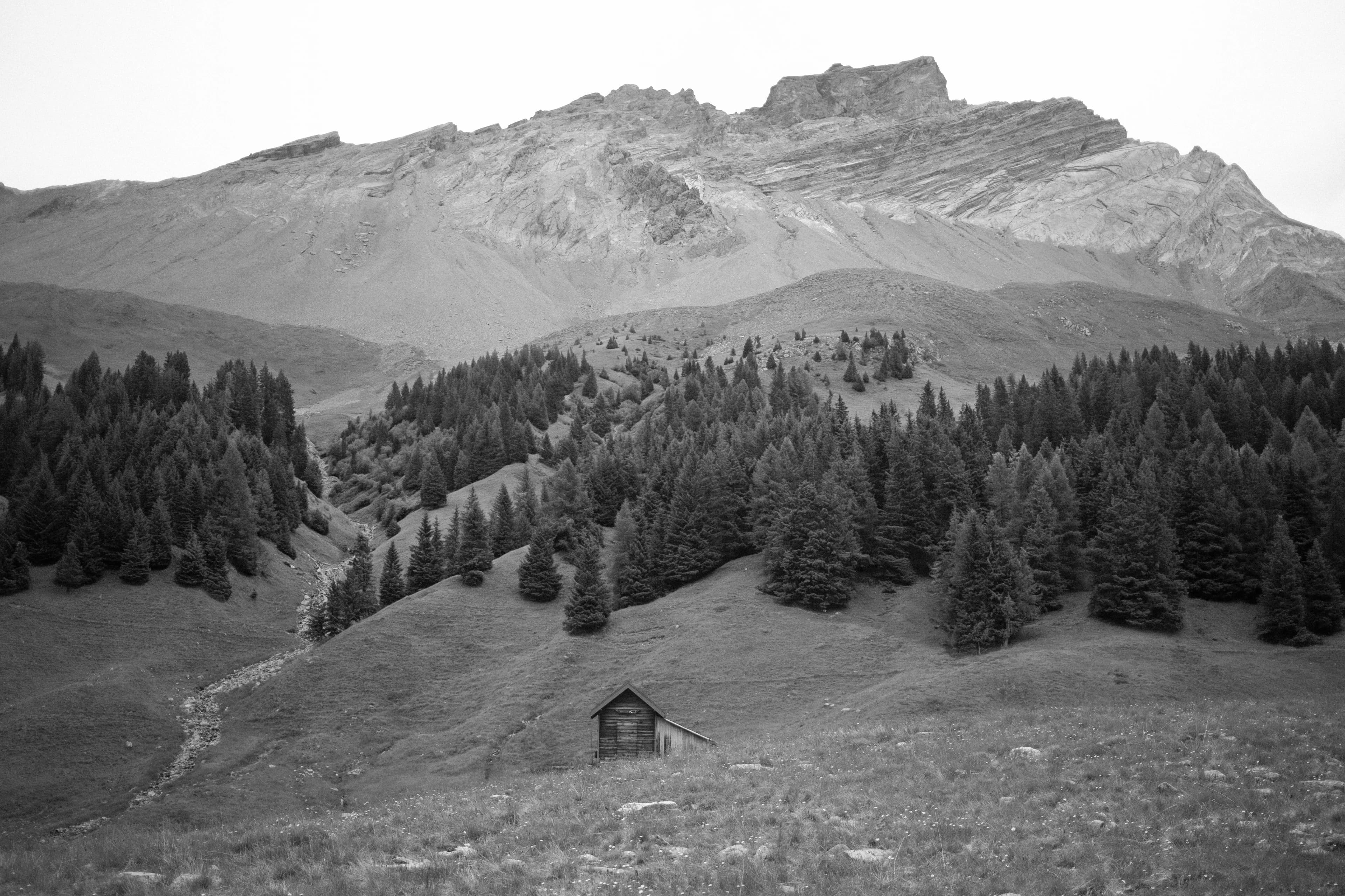 The same scene with dense pine forest covering the rolling hills